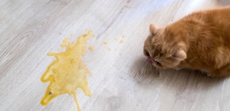 Do Cats Fake Puke