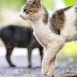 How do you know if your cat is faking a limp or injury