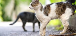 Can Cats Fake A Limp? Here’s Exactly What To Expect