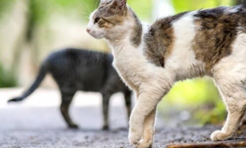 Can Cats Fake A Limp? Here’s Exactly What To Expect