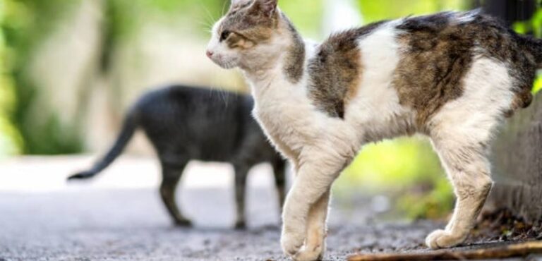 How do you know if your cat is faking a limp or injury