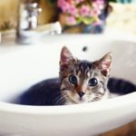 Why Cat Drank Soapy Water Or Ate Soap