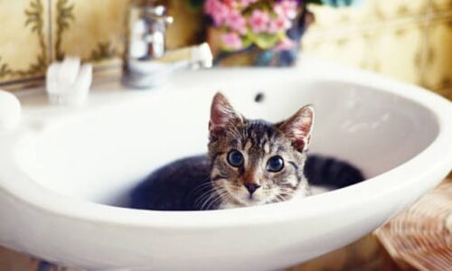 Cat Drank Soapy Water or Ate Soap! Here’re 7 Helpful Facts