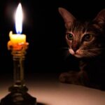 Do Cats Mess With Candles