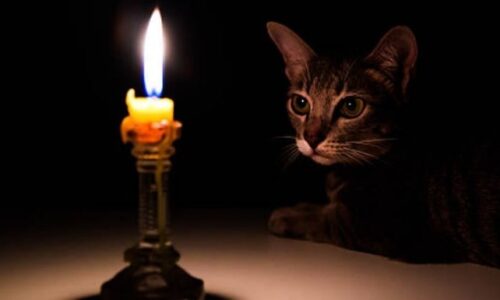 Do Cats Mess With Candles? 7 Facts To Know (With Examples)