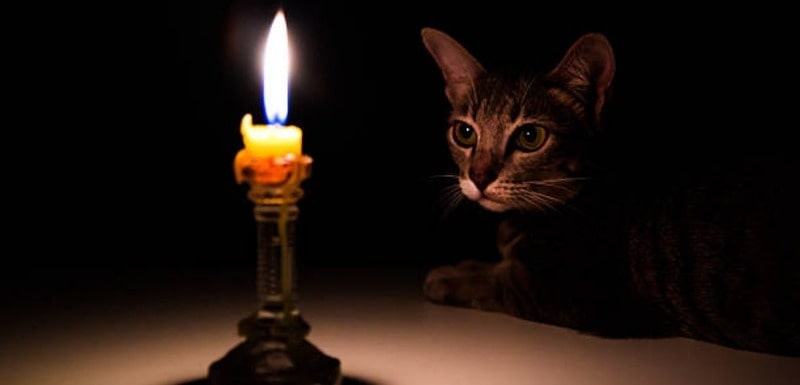 Do Cats Mess With Candles