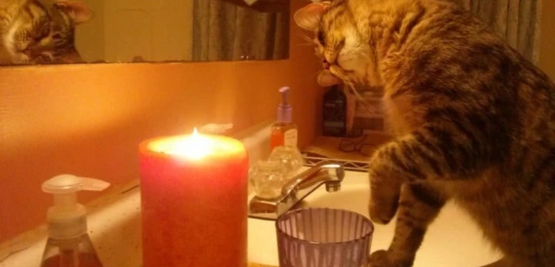 Do cat put a paw on a candle