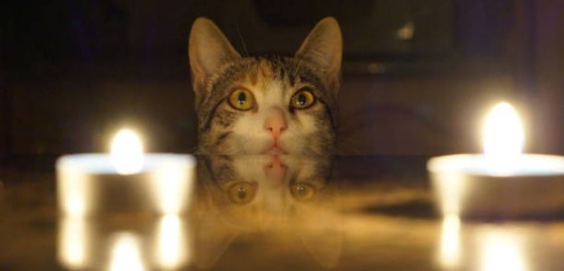 Is it safe to light candles around cats