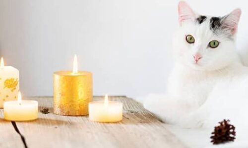 Cat Ate Candle Wax! Here’re 11 Helpful Facts (Explained)