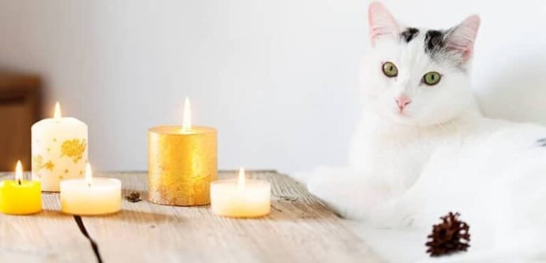 Cat Ate Candle Wax