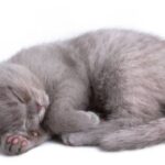 Can Cats Starve Themselves To Death? Some Amazing Facts!