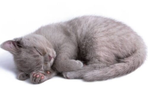 Can Cats Starve Themselves To Death? Some Amazing Facts!