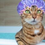 Can You Bathe A Cat In Epsom Salt