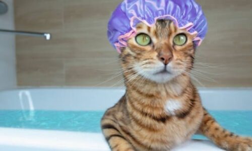 Can You Bathe A Cat In Epsom Salt? Some Facts To Know!