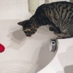 Cat Drank Bath Water With Epsom Salt