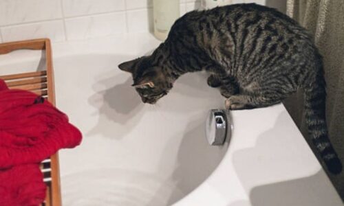 Cat Drank Bath Water With Epsom Salt! Here’re Crucial Facts!