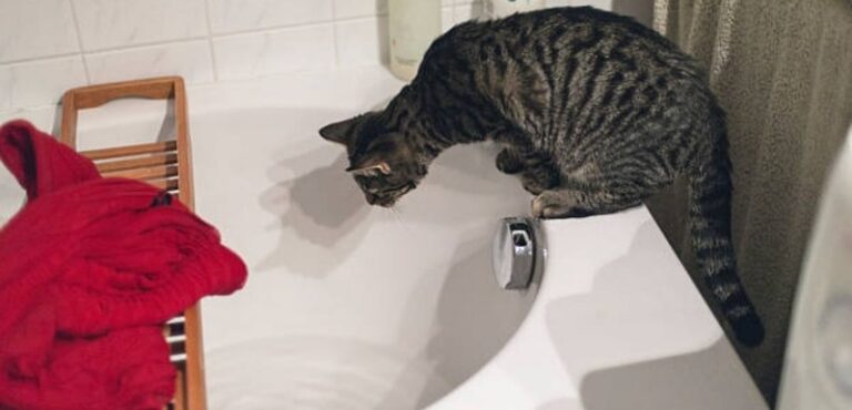 Cat Drank Bath Water With Epsom Salt
