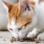 Cat Will Only Eat Food Off The Floor! Here's What To Know
