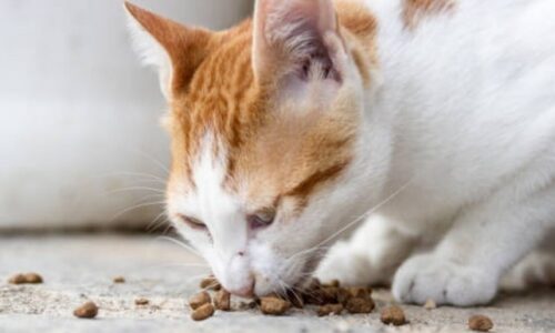 Cat Will Only Eat Food Off The Floor! Here’s What To Know