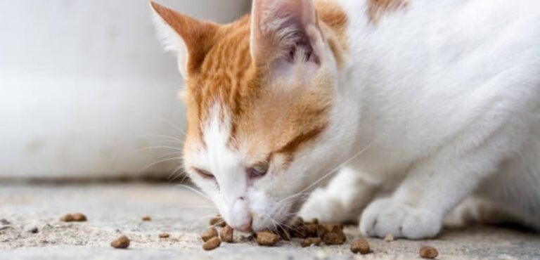 Cat Will Only Eat Food Off The Floor