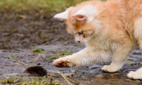 Do Cats Keep Moles Away? What To Expect!