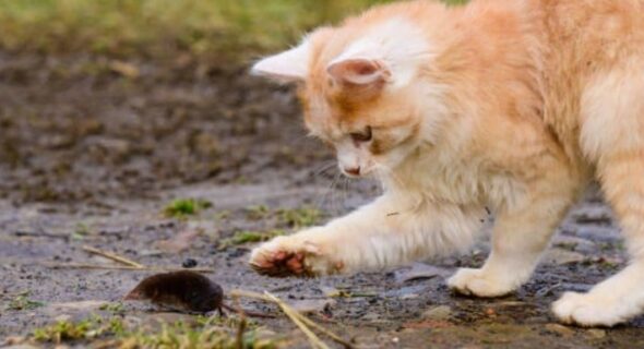 Do Cats Keep Moles Away? What To Expect!
