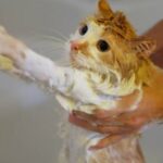 Is Bubble Bath Toxic To Cats? Here's What You Need To Know!