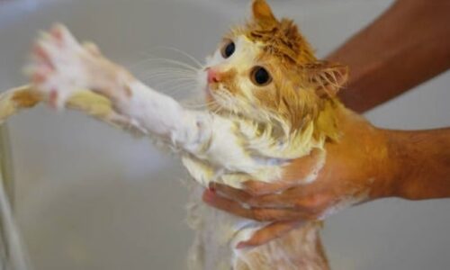 Is Bubble Bath Toxic To Cats? Here’s What You Need To Know!