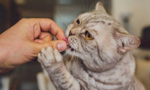 My Cat Won’t Eat Unless I Hand Feed Him! (Things To Know)