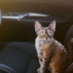 Why Does My Cat Poop In The Car? Everything You Need To Know