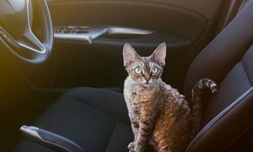 Why Does My Cat Poop In The Car? Everything You Need To Know