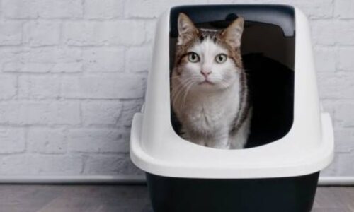 Why Does My Cat Want Me To Watch Her Poop? Some Amazing Fact