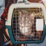 Will Cat Pee In Carrier