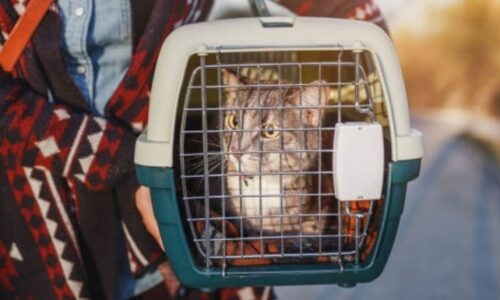 Will Cat Pee In Carrier? Here’s What You Need To Know!