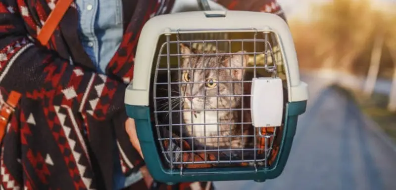 Will Cat Pee In Carrier