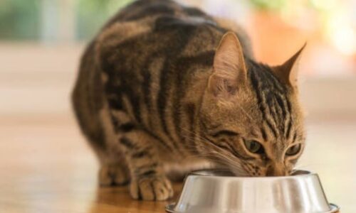Will Cats Pee Where They Eat? Here’s What You Need To Know!