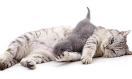 Will Older Cats Kill Kittens? Facts That Owners Should Know!