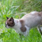 Will Cat Urine Kill My Plants? Facts You Need To Know!