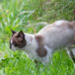 will cat urine kill my plants