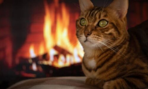 Will Cats Touch Fire? Here’s What You Need To Know!