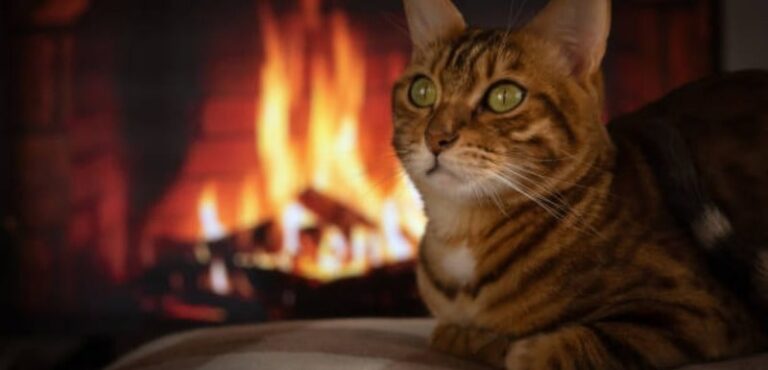 will cats touch fire