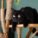 Will Cats Use A Used Cat Tree? Here're Some Crucial Facts