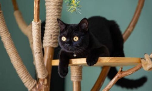Will Cats Use A Used Cat Tree? Here’re Some Crucial Facts