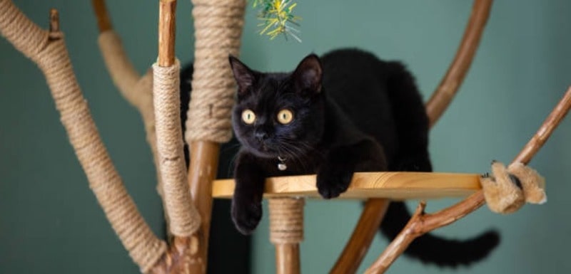 will cats use a used cat tree