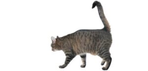 Why Are Some Cats Tails Bent?