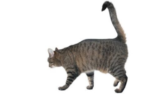 Why Are Some Cats Tails Bent?