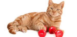 Can Cats Be Muscular? Here’s What To Expect