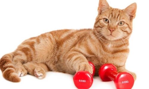 Can Cats Be Muscular? Here’s What To Expect
