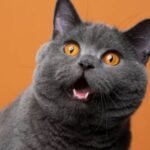 Can Cats Breathe Through Their Mouth? Crucial Facts!