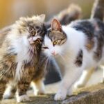do cat families stay together